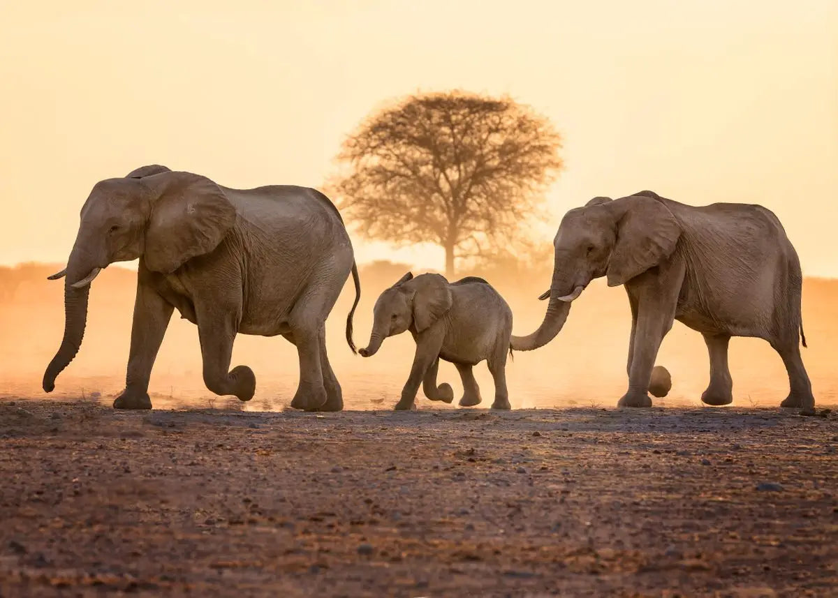 Vintage Elephants Sunset Landscape Wild Elephant Animal Art Posters Canvas Painting Wall Prints Pictures Living Room Home Decor