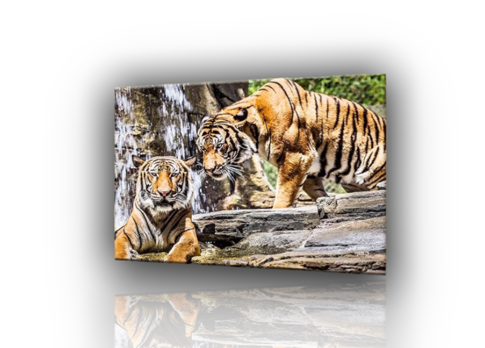 QUADRI MODERNI TIGRE I Quadro Moderno Animali Safari Arredamento Casa  Ufficio EUR 51,90 - PicClick IT