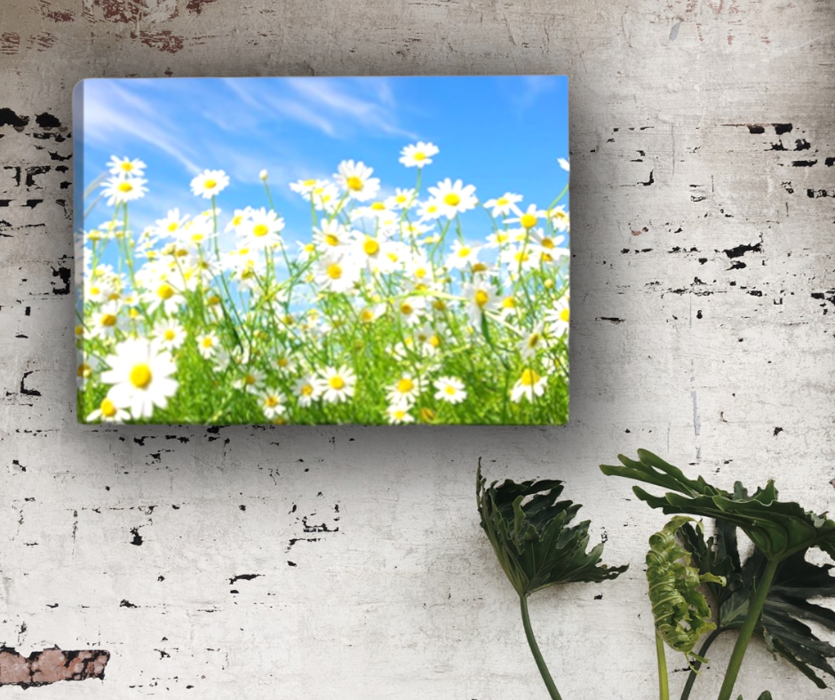 Quadro fiori || Margherite || Quadri moderni