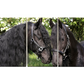 Tableaux modernes || Chevaux frisons