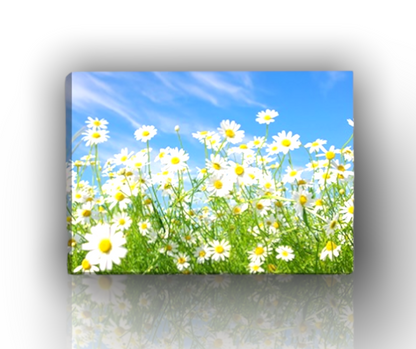 Blumenrahmen || Gänseblümchen || Moderne Gemälde