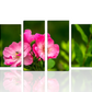 Fiori Rosa || Quadri moderni con fiori