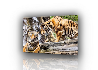 Cadre moderne || tableaux avec des Tigres || Animaux || Tableaux modernes